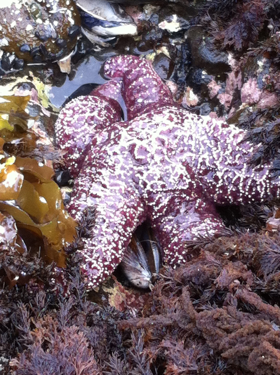 Sea star (Pisaster ochraceus) predation on mussels at Yaquina Head Outstandingnatural area