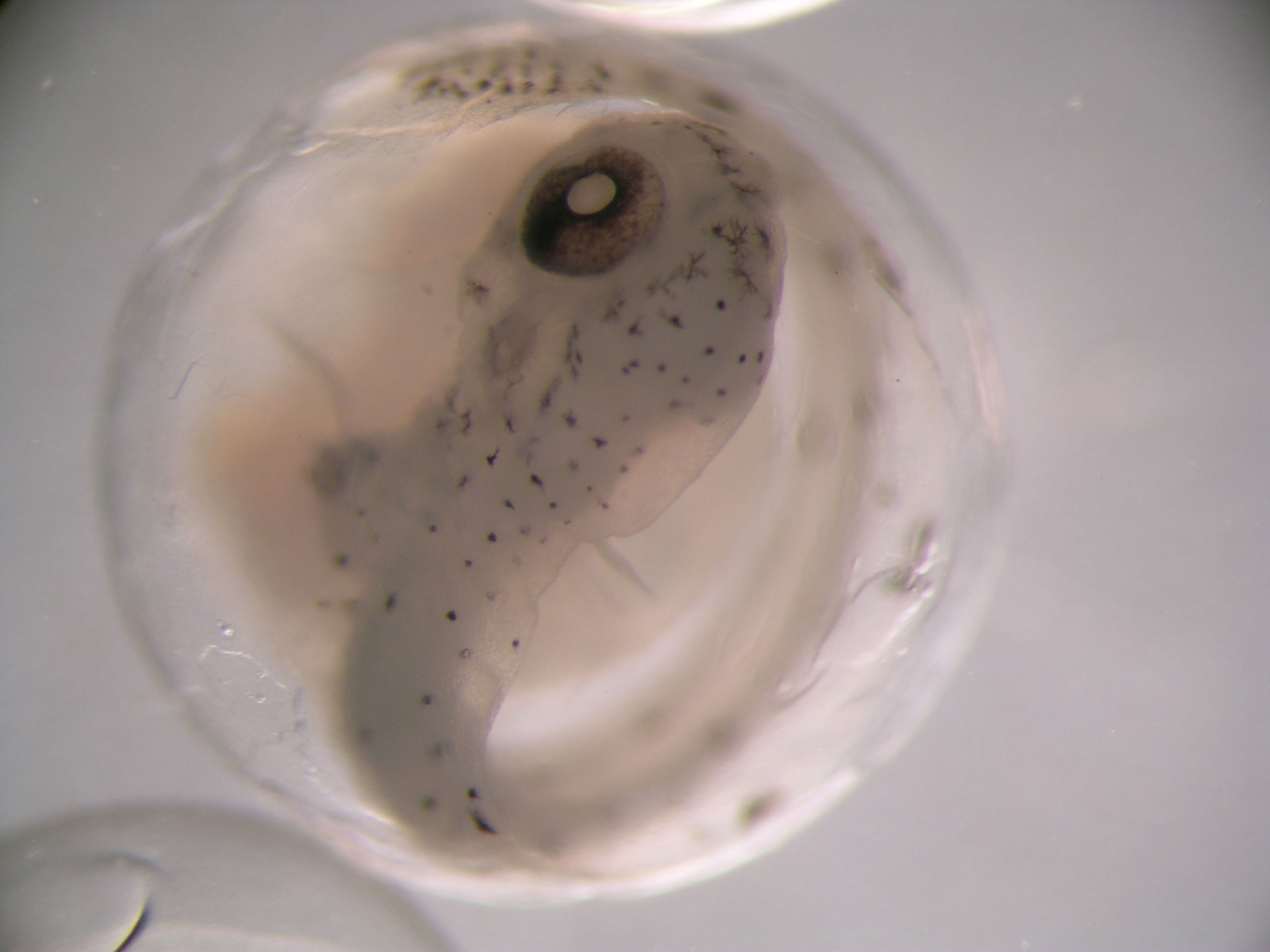 A late stage Icosteus egg obtained from a CALCOFI ichthyoplankton sample