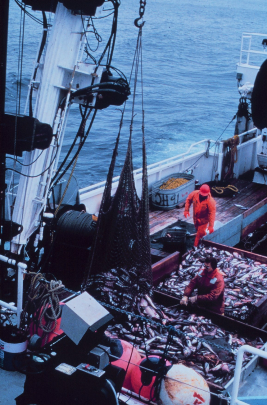Emptying the cod end of a large trawl catch into the sorting tables of theNOAA Ship MILLER FREEMAN