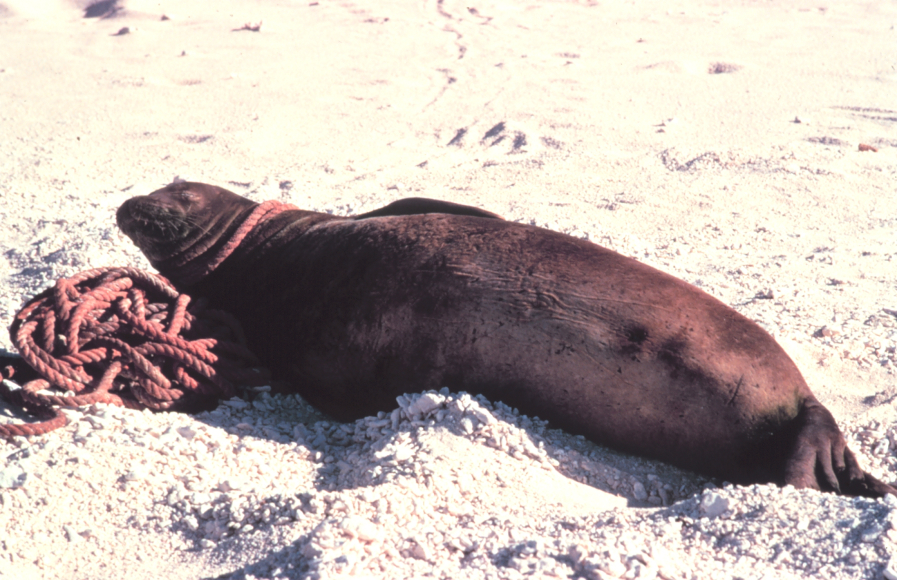 Hawaiian monk seal entangled in rope