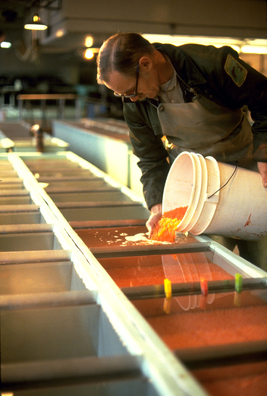 Working in Oregon fish hatchery, pouring bucket of salmonid eggs into tank
