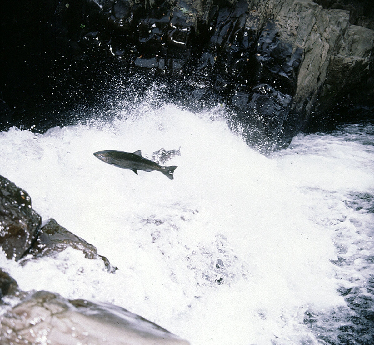 Leaping salmon heading upstream