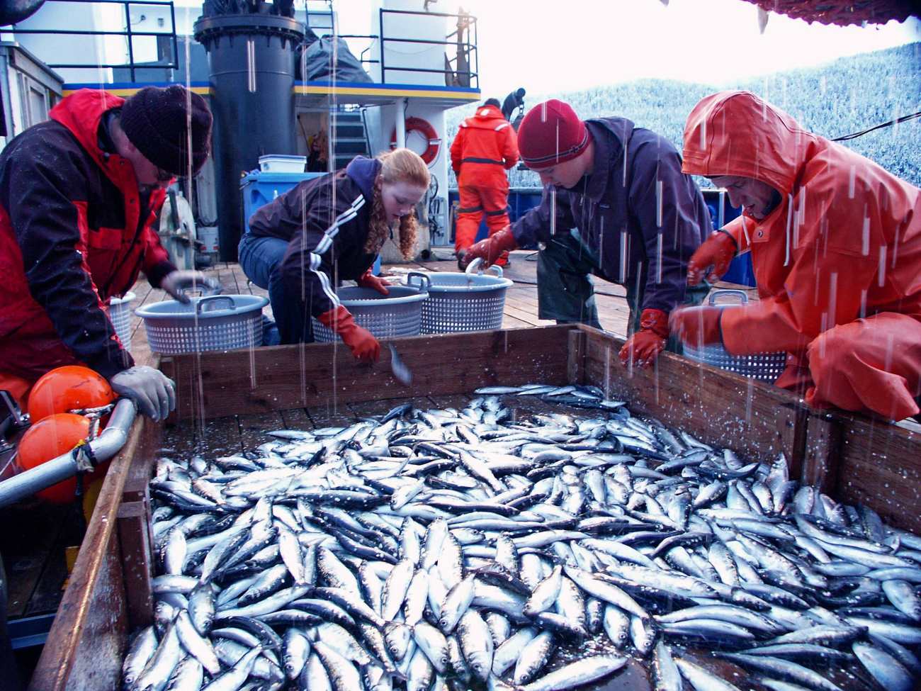 Sorting herring caught during an acoustic trawl survey of Lynn Canal