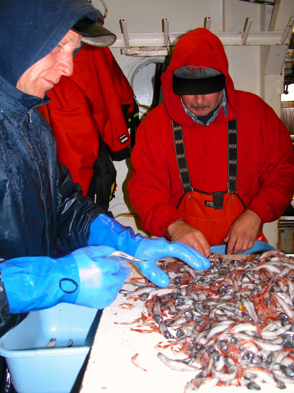 Sorting the small species caught during an acoustic trawl survey