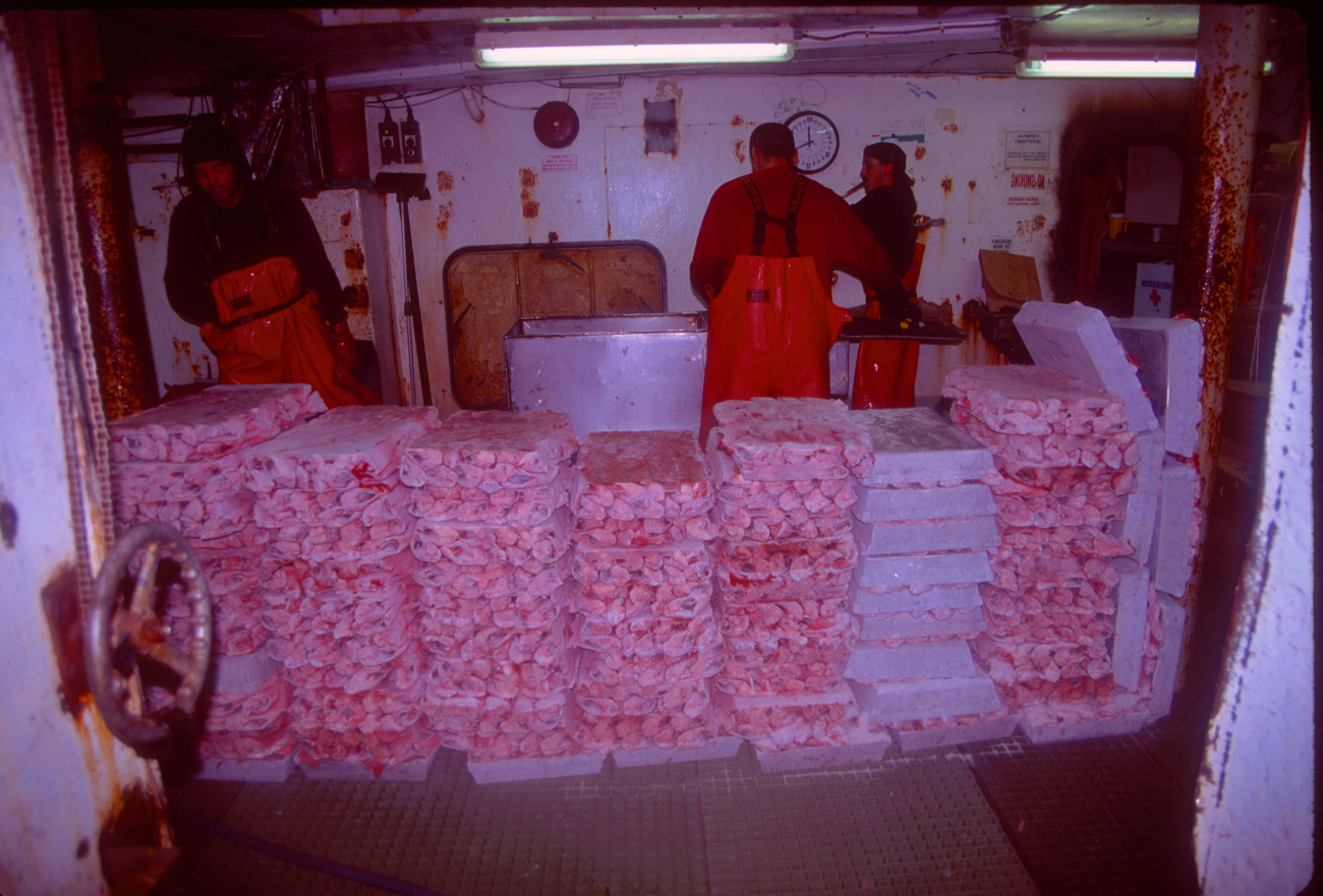 Trawl caught rockfish processed and frozen ready to be boxed