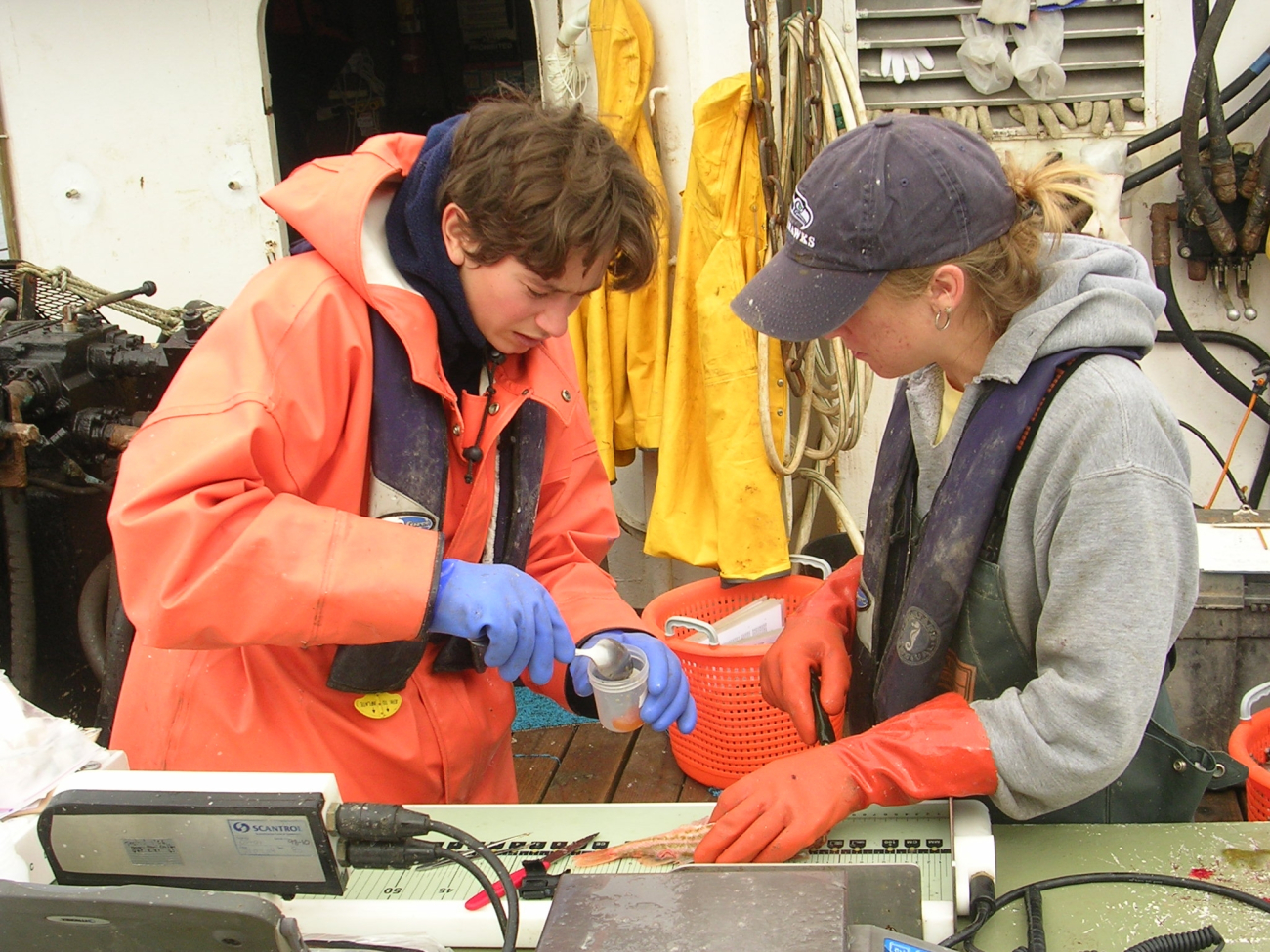NOAA Fisheries employees Keri York (left) and Melanie Johnson dissectthe gonads out of a Greenstriped rockfish (Sebastes elongatus) caughtduring groundfish trawl survey aboard the F/V MS
