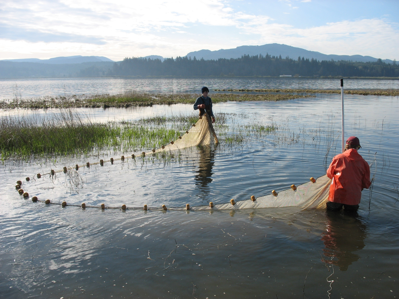 Columbia River Estuary seine sampling for juvenile Chinook salmon for mark-recapture to evaluate residency time