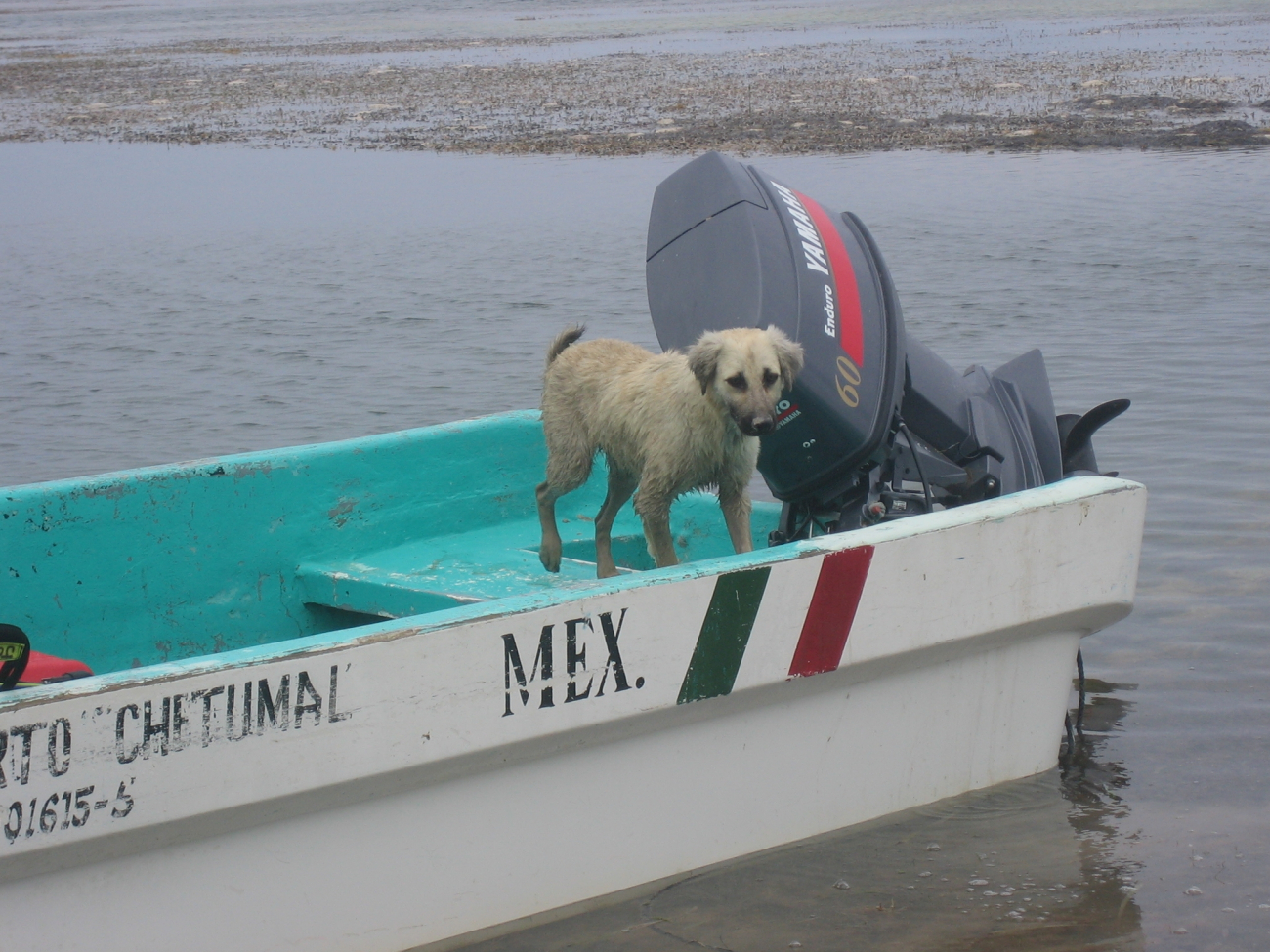 Captain Dog watches over his master's boat