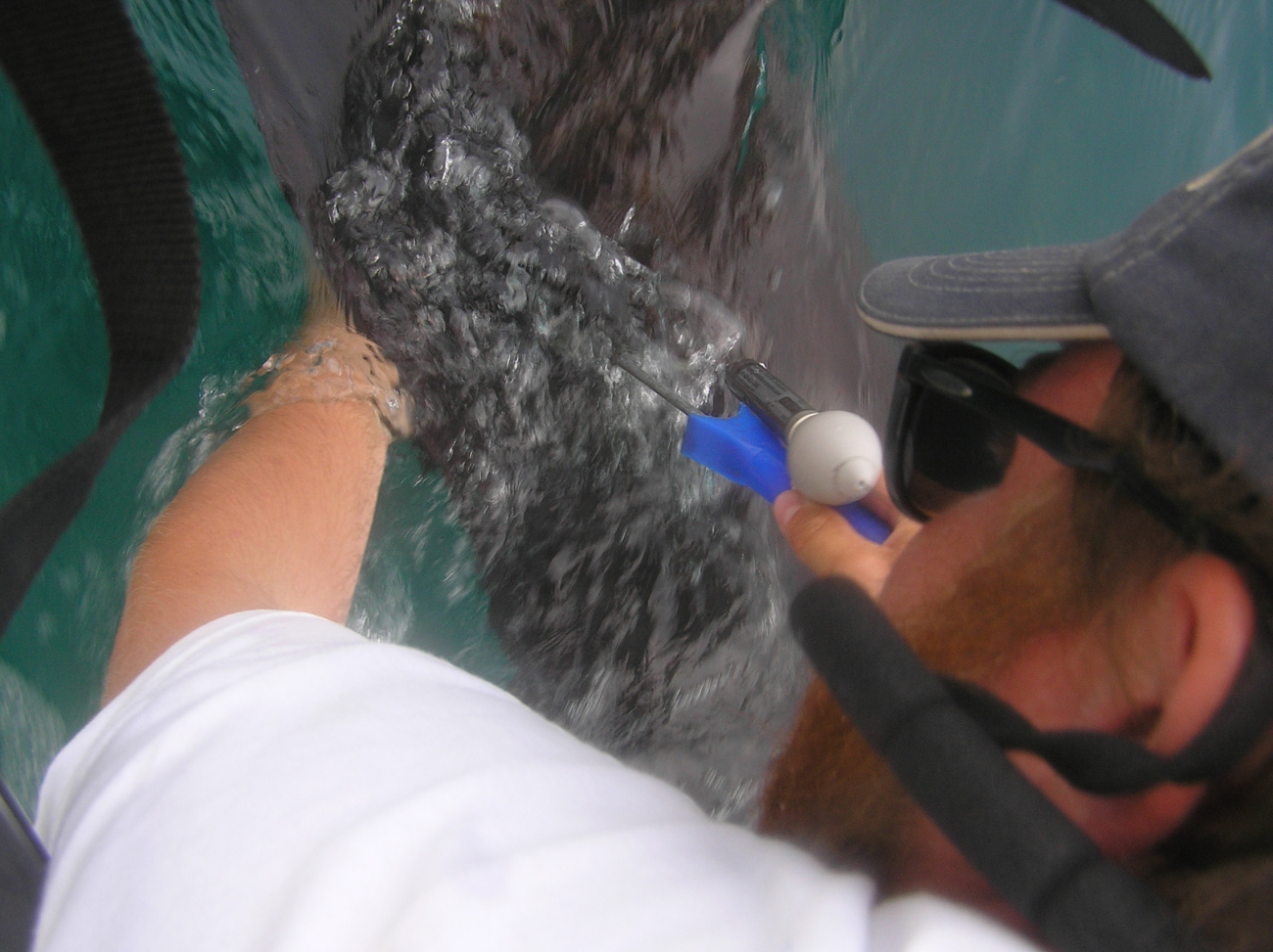 Tagging, taking tissue sample,  and placing tracking device on large billfish