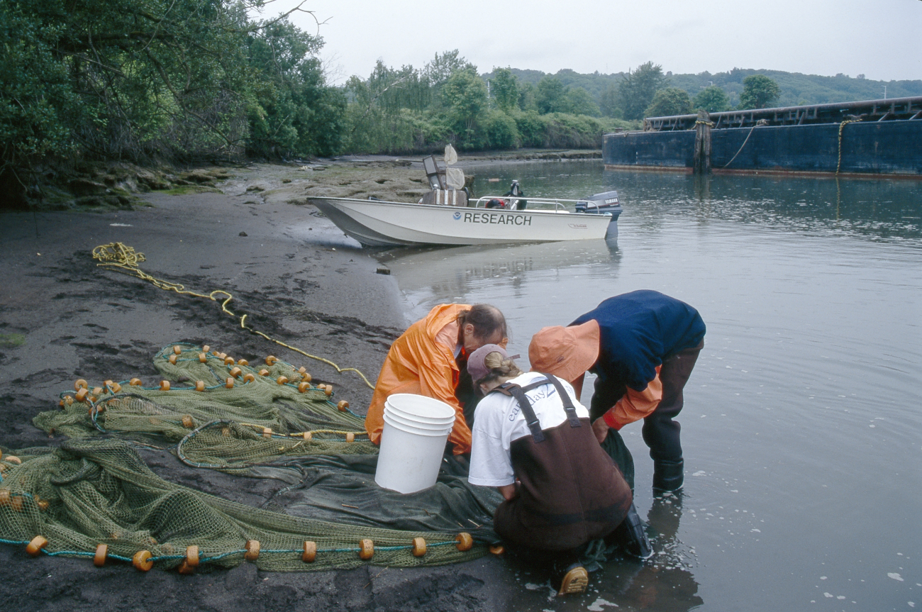 NWFSC scientists sort the catch of a beach seine in an industrial waterwayfor a study examining contaminant exposure and health of juvenile salmonin Puget Sound