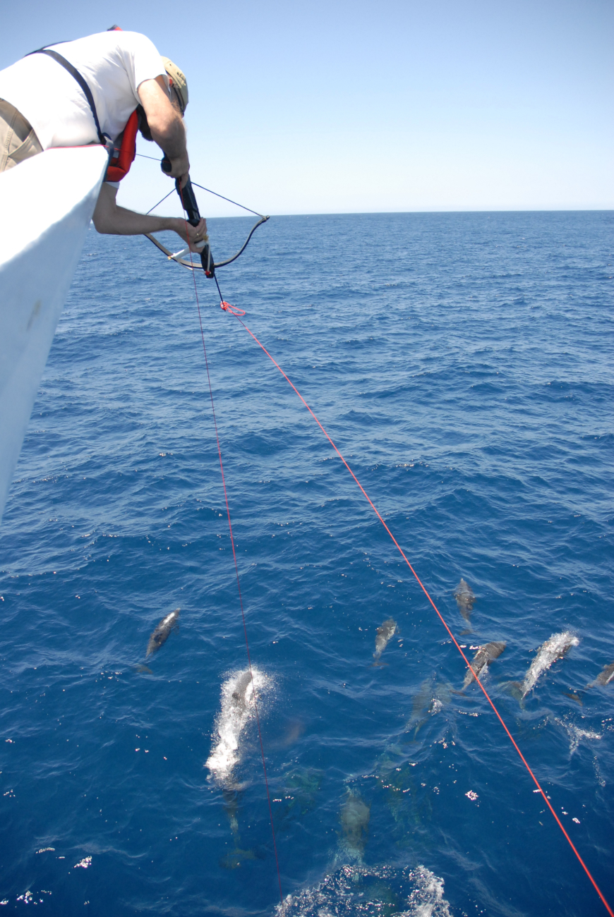 Fisheries scientist obtaining tissue samples from dolphins swimming in the bowwave of the NOAA Ship DAVID STARR JORDAN