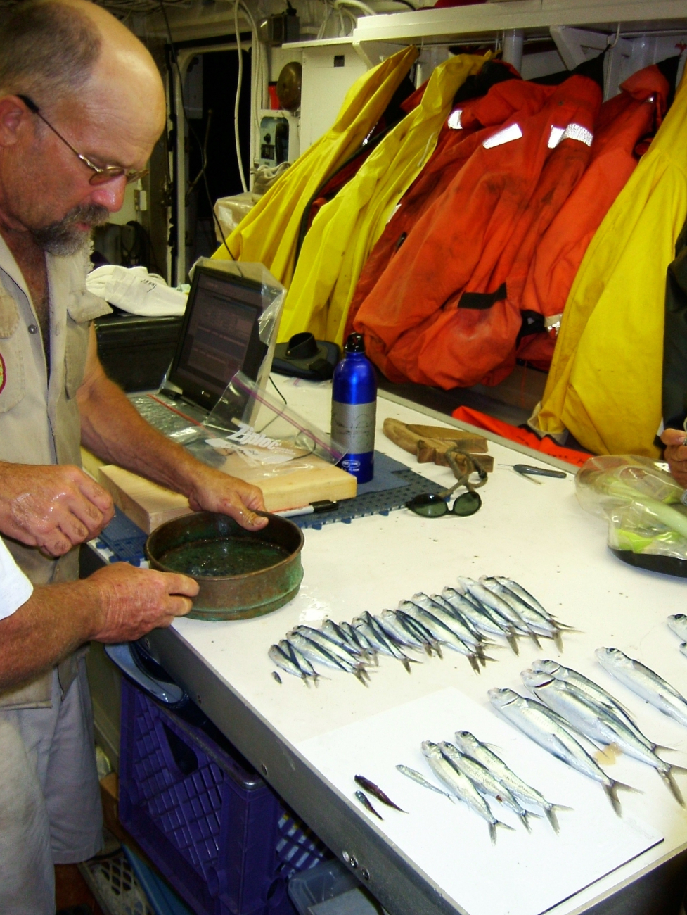 Fisheries scientist with specimens caught by net off the NOAA Ship DAVID STARRJORDAN
