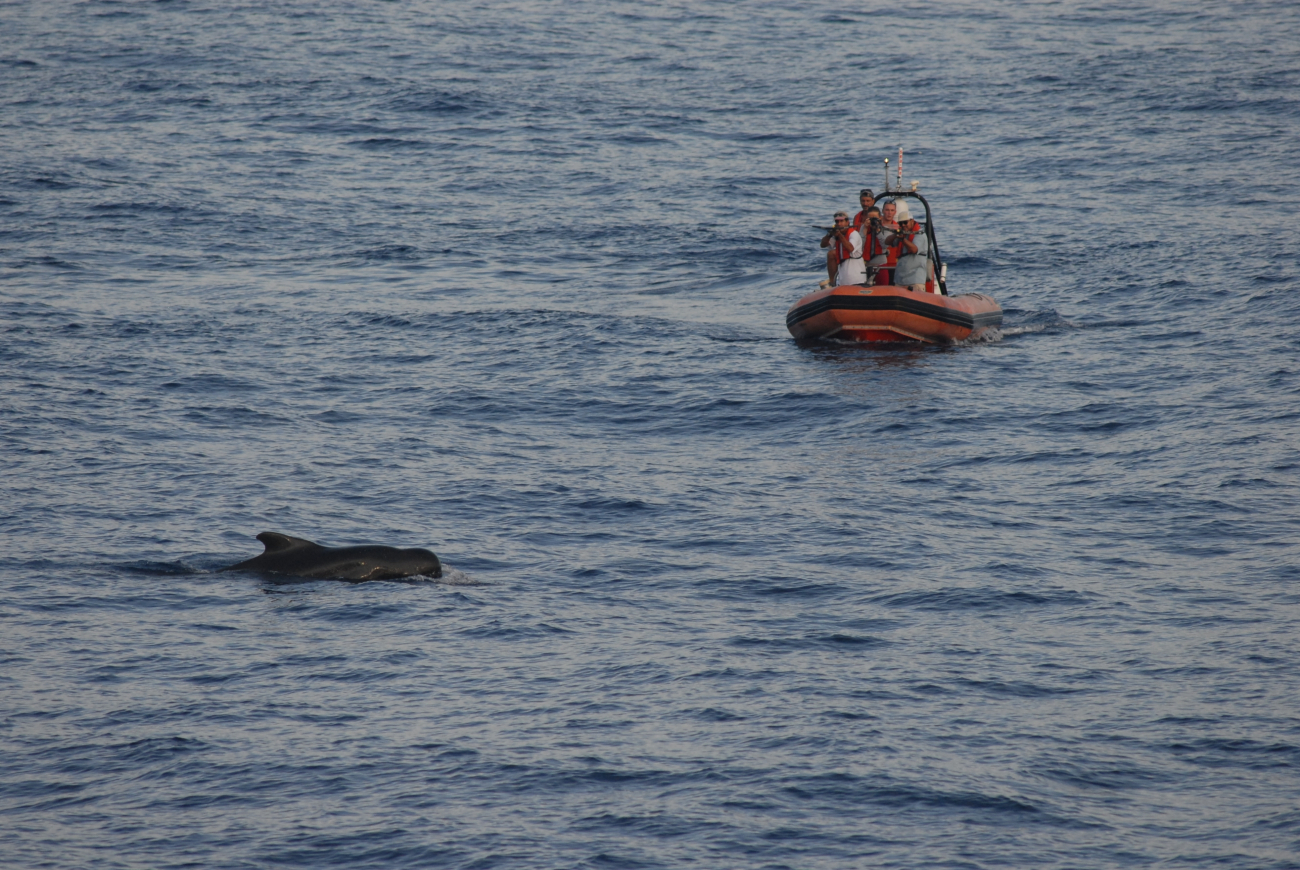 Fisheries scientist obtaining tissue samples from pilot whales while conducting small-boat operations off the NOAA Ship DAVID STARR JORDAN