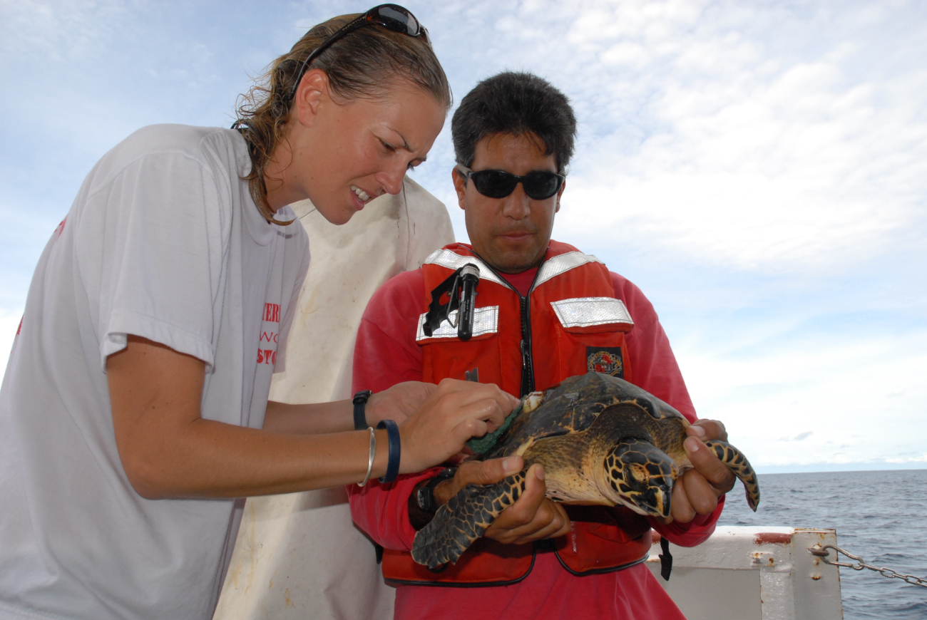Scientist preparing mounting for tracking device on sea turtle