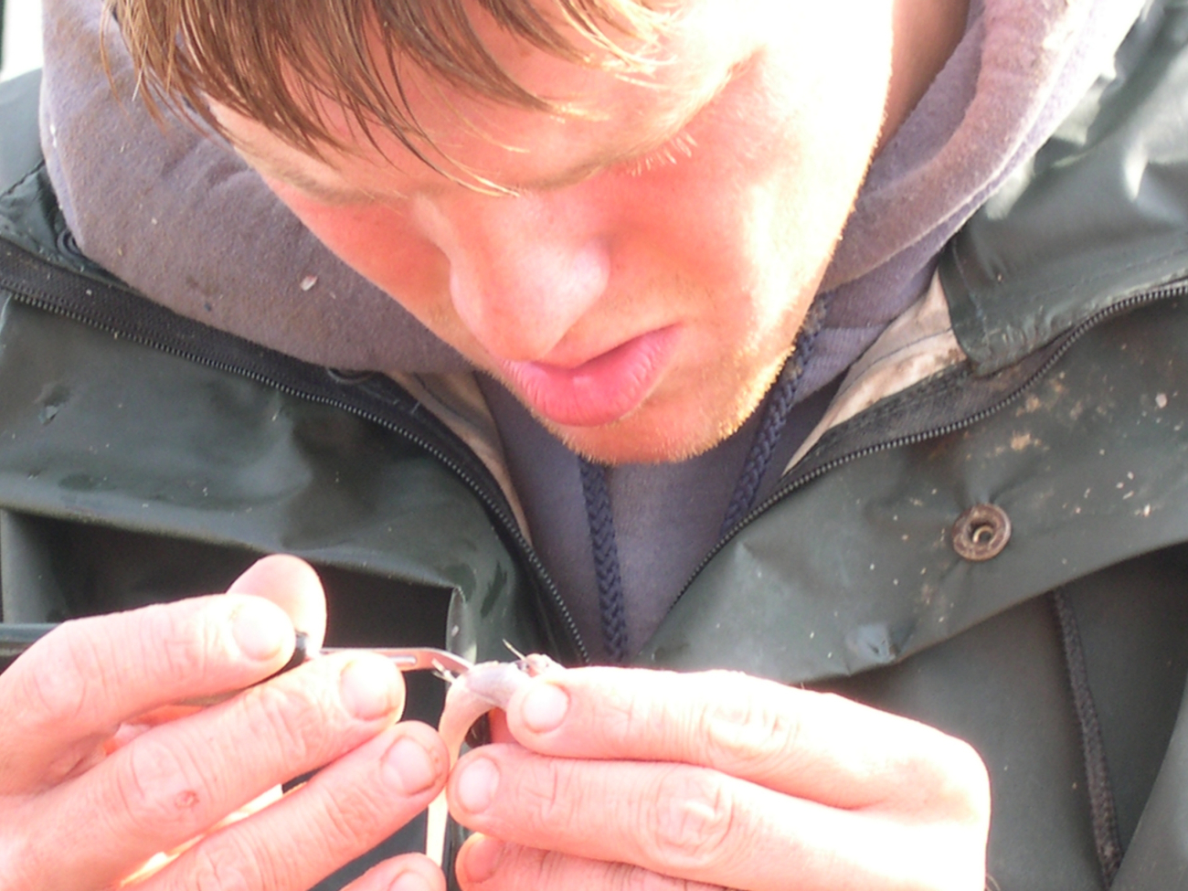 NOAA chartered fishing vessel crewman Mike Retherford identifying the sex ofan extremely small Pacific Grenadier (Coryphaenoides acrolepis) during the2003 west coast groundfish trawl survey aboard the F/V Excalibur