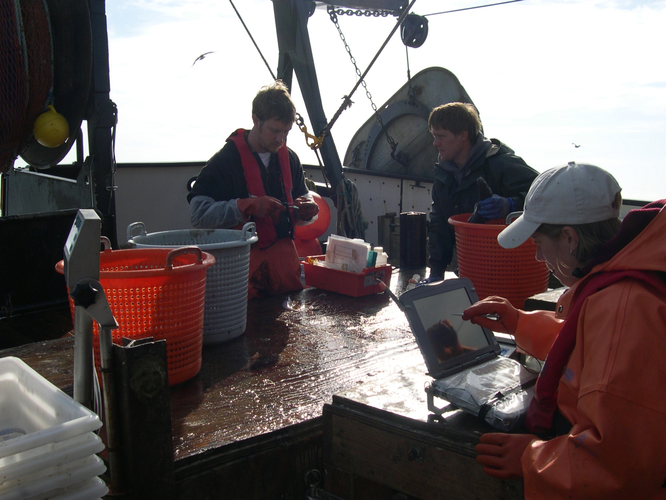 NOAA Fisheries employee's John Harms (left) and Stacey Millerwith chartered vessel crewman Mike Retherford working up a sample obtainedaboard the F/V Excalibur during the 2003 west coast groundfish trawl survey