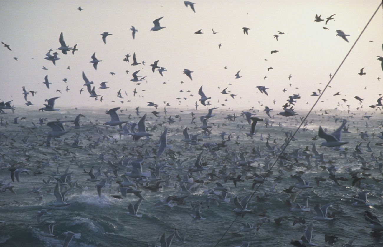 Birds! Birds! Birds!  Prolific fishing grounds mean large populations of seabirds