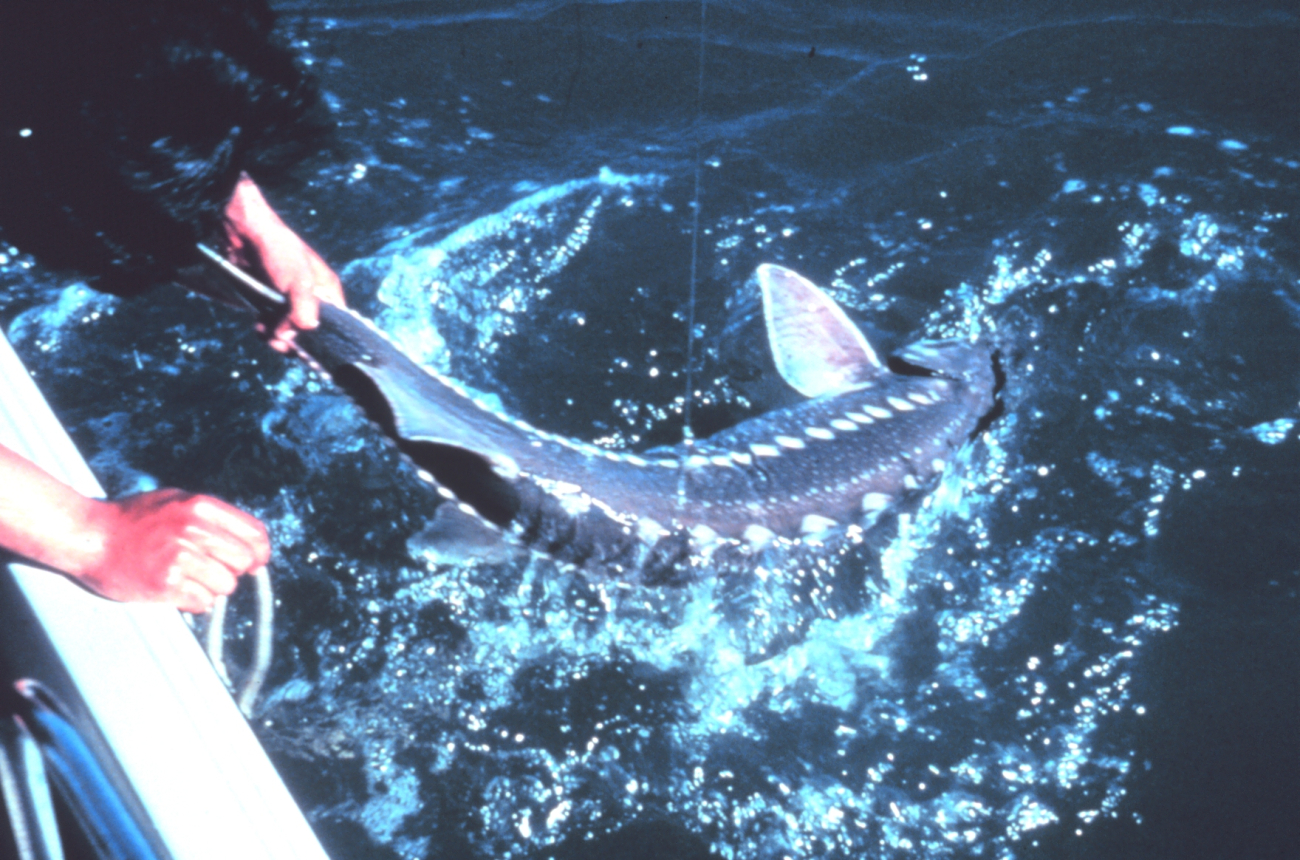 Angler pulling a white sturgeon aboard his boat