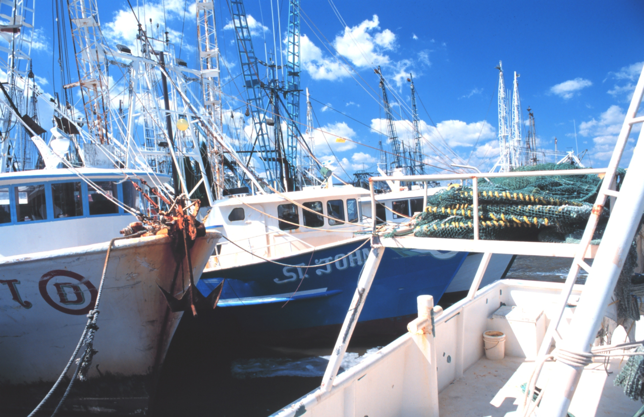 Some of the shrimp trawlers based at Biloxi