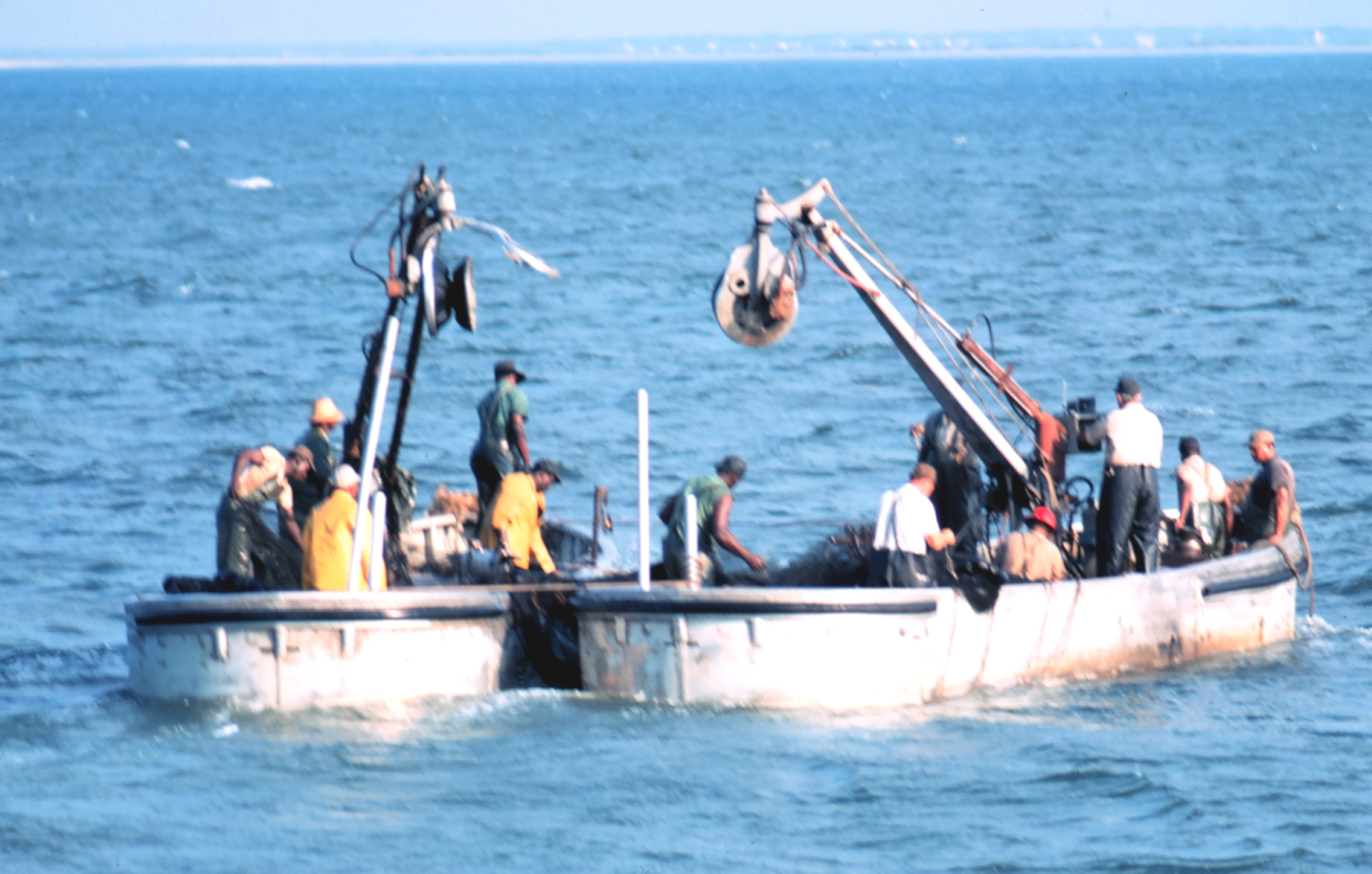 Menhaden fishing boats working from a mother ship