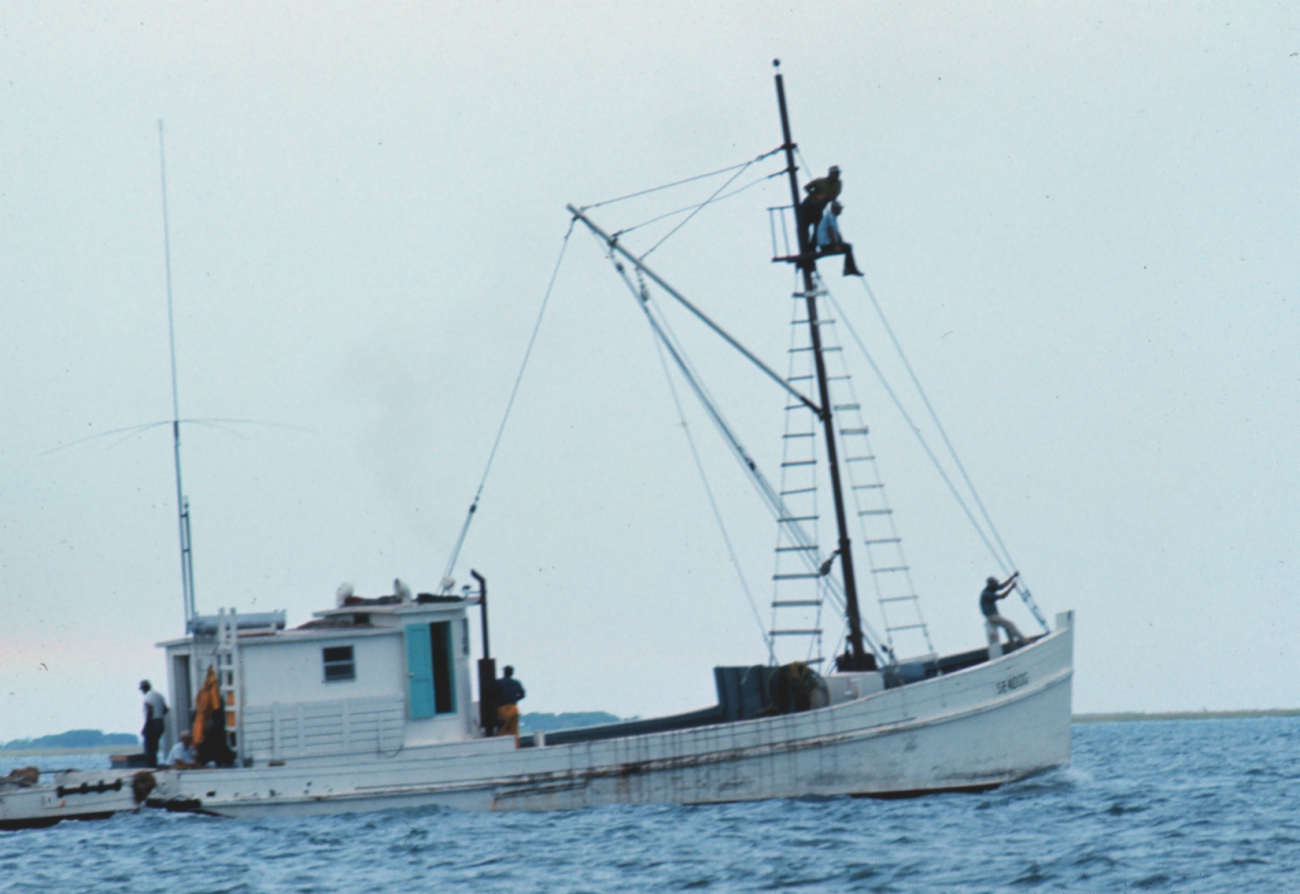 A menhaden fishing vessel with a lookout in the crow's nest looking forindications of schools of menhaden