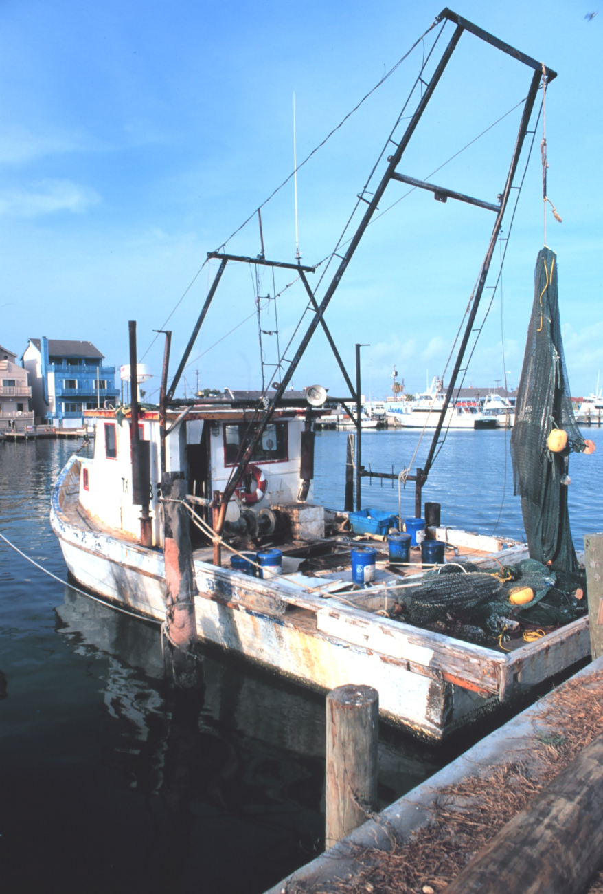 Small shrimpers