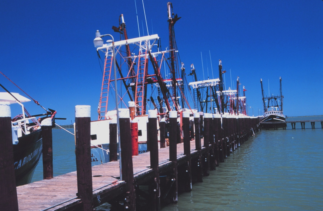 Independent scallop dredgers at Seaford Scallop Company