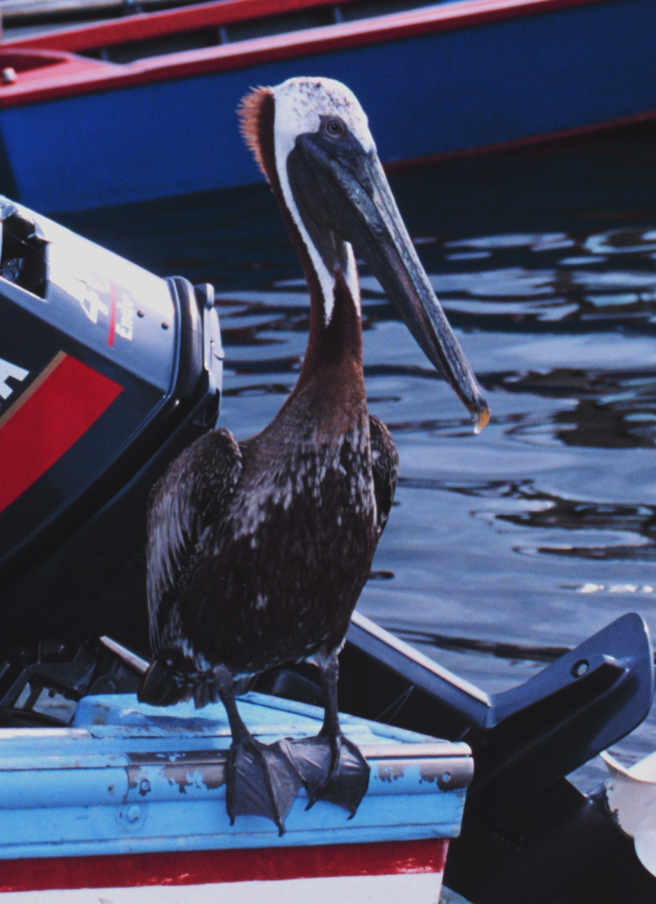 Closeup of a master fisherman