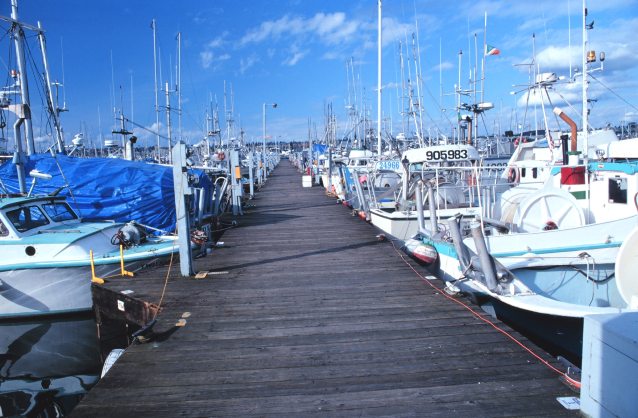 Fishing vessels at Fishermen's Port