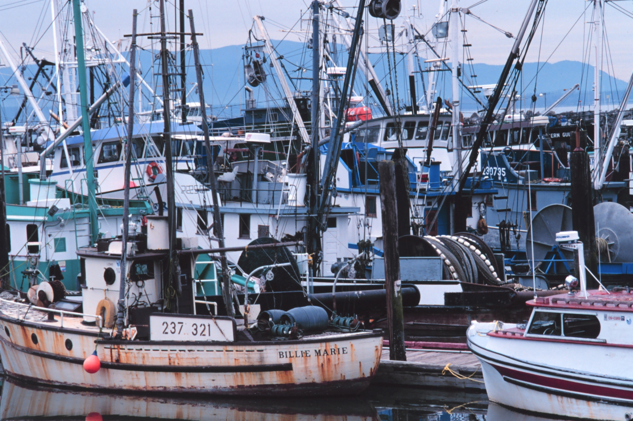 Fishing vessels at Squalicum Harbor