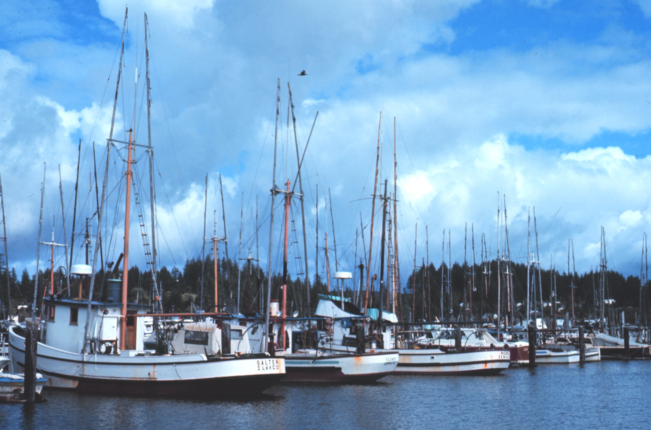 The fishing fleet at Blaine