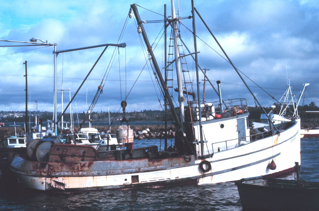 The fishing fleet at Blaine