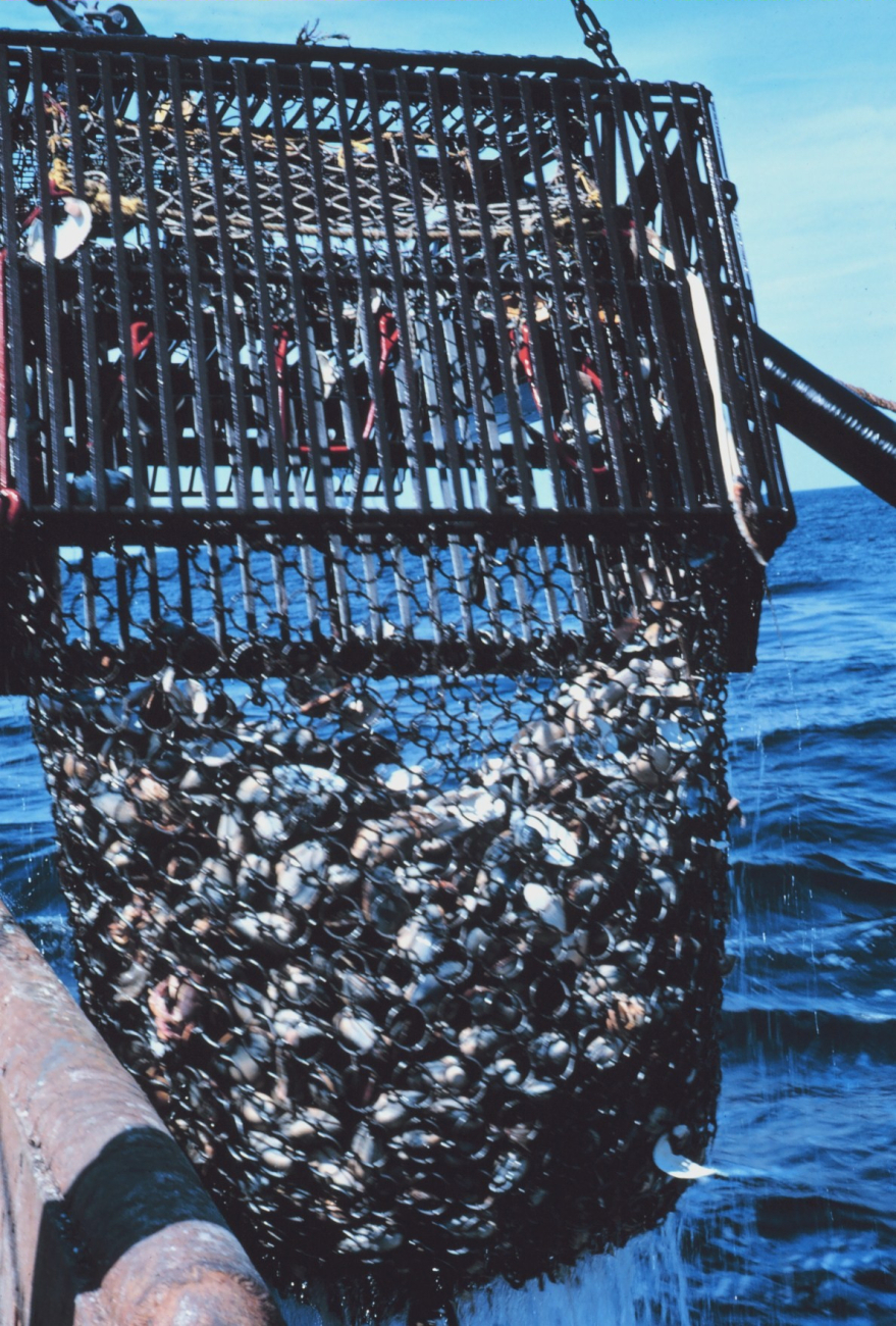 A dredge haul including live clams and empty shells