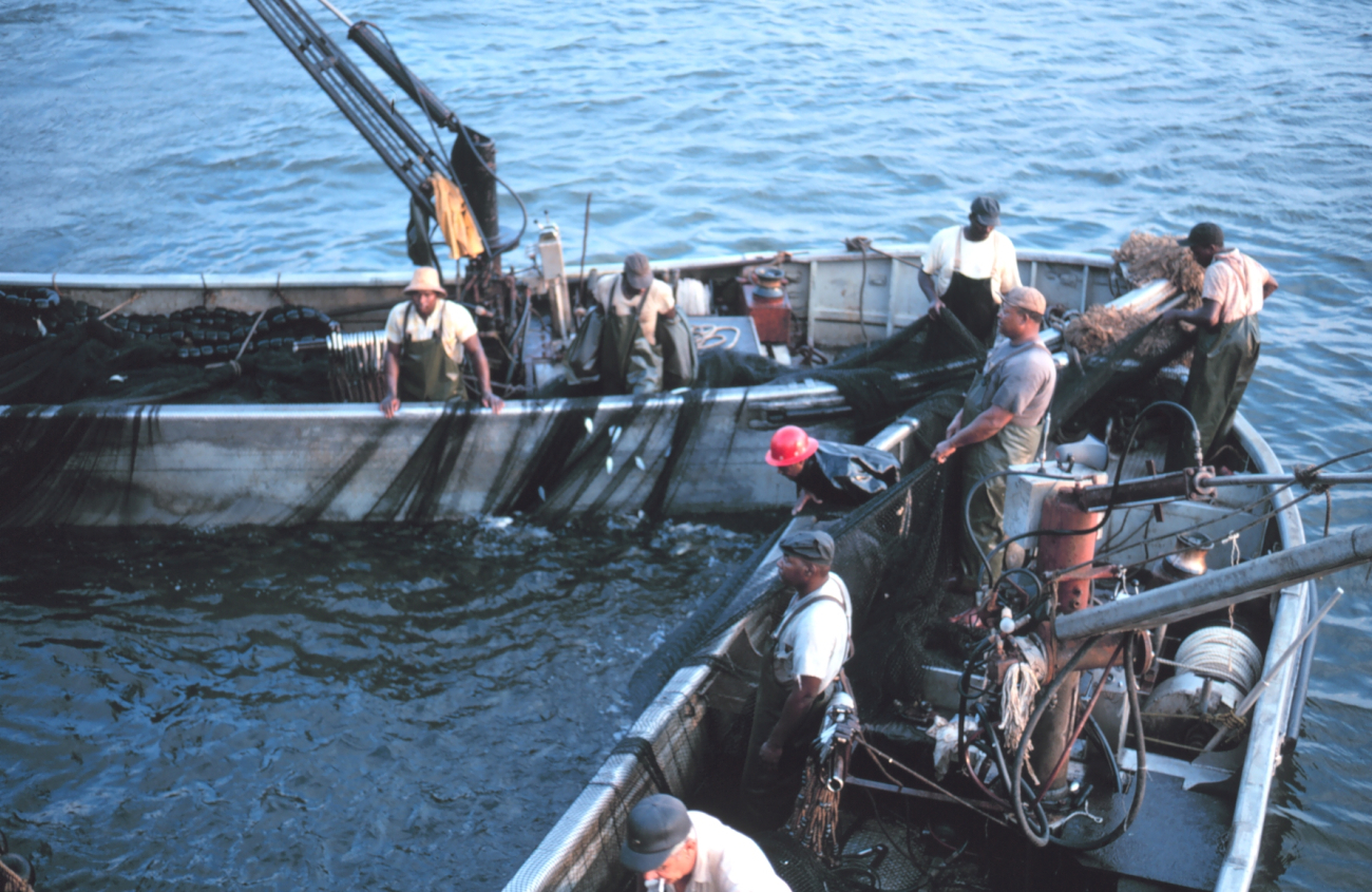 Menhaden fishing - closing the net and trapping the fish