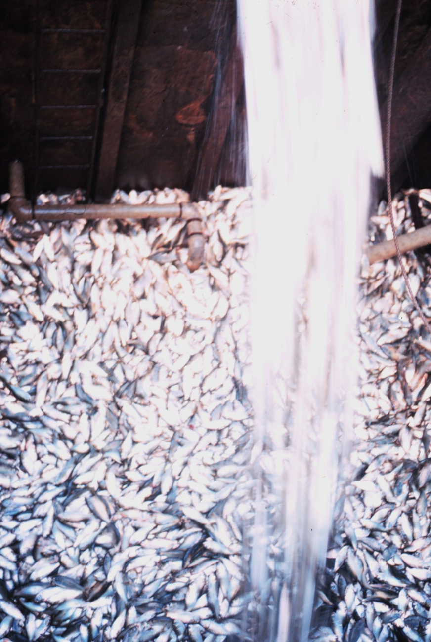 Menhaden fishing - dumping menhaden into the hold of the mother vessel