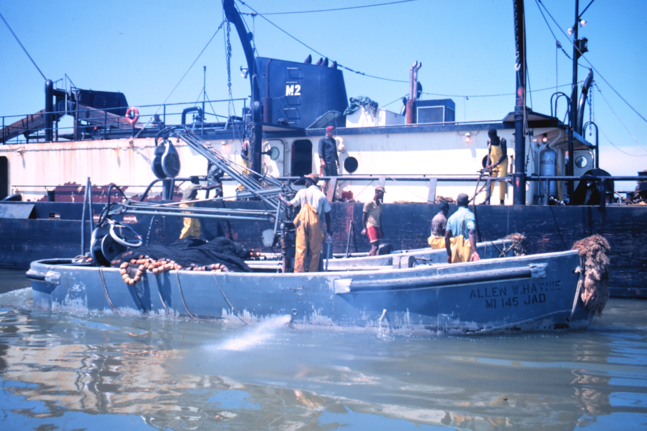 Menhaden fishing - pumping fish aboard the mother vessel