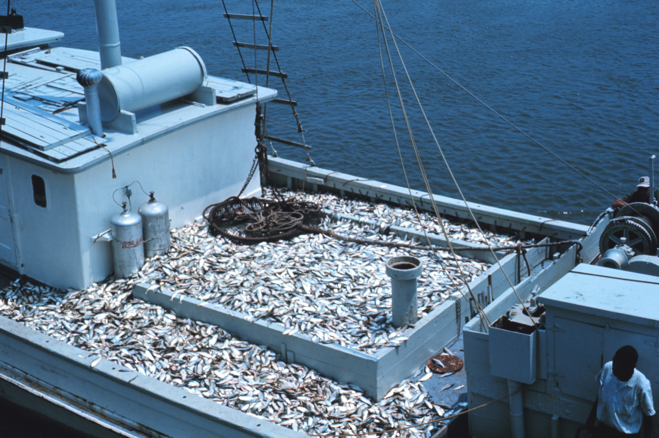 Menhaden fishing - a carrier vessel taking a load of menhaden to a processingplant