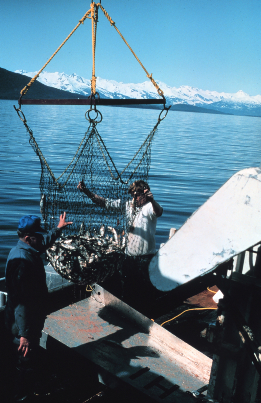 Off-loading herring caught by an Alaskan gill-netter