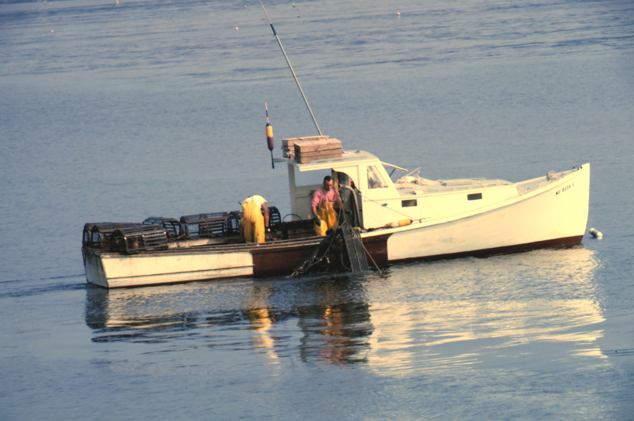 Hauling lobster trap