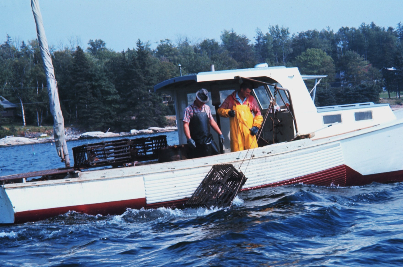 Hauling lobster trap on a trawl line
