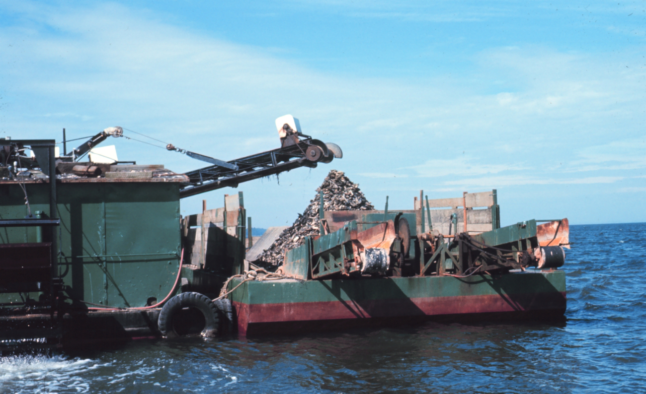 Oyster dredge at work