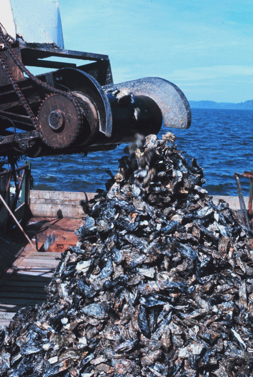 Oyster dredge at work