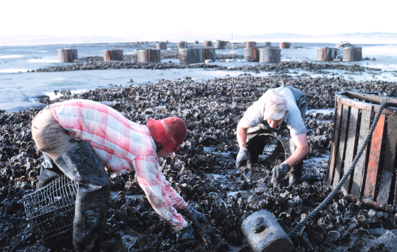 Picking oysters by hand at low tide