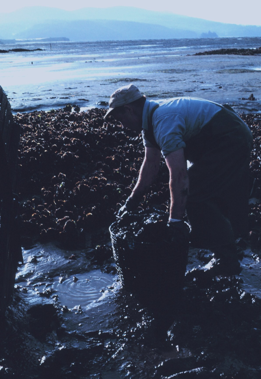 Picking oysters by hand at low tide