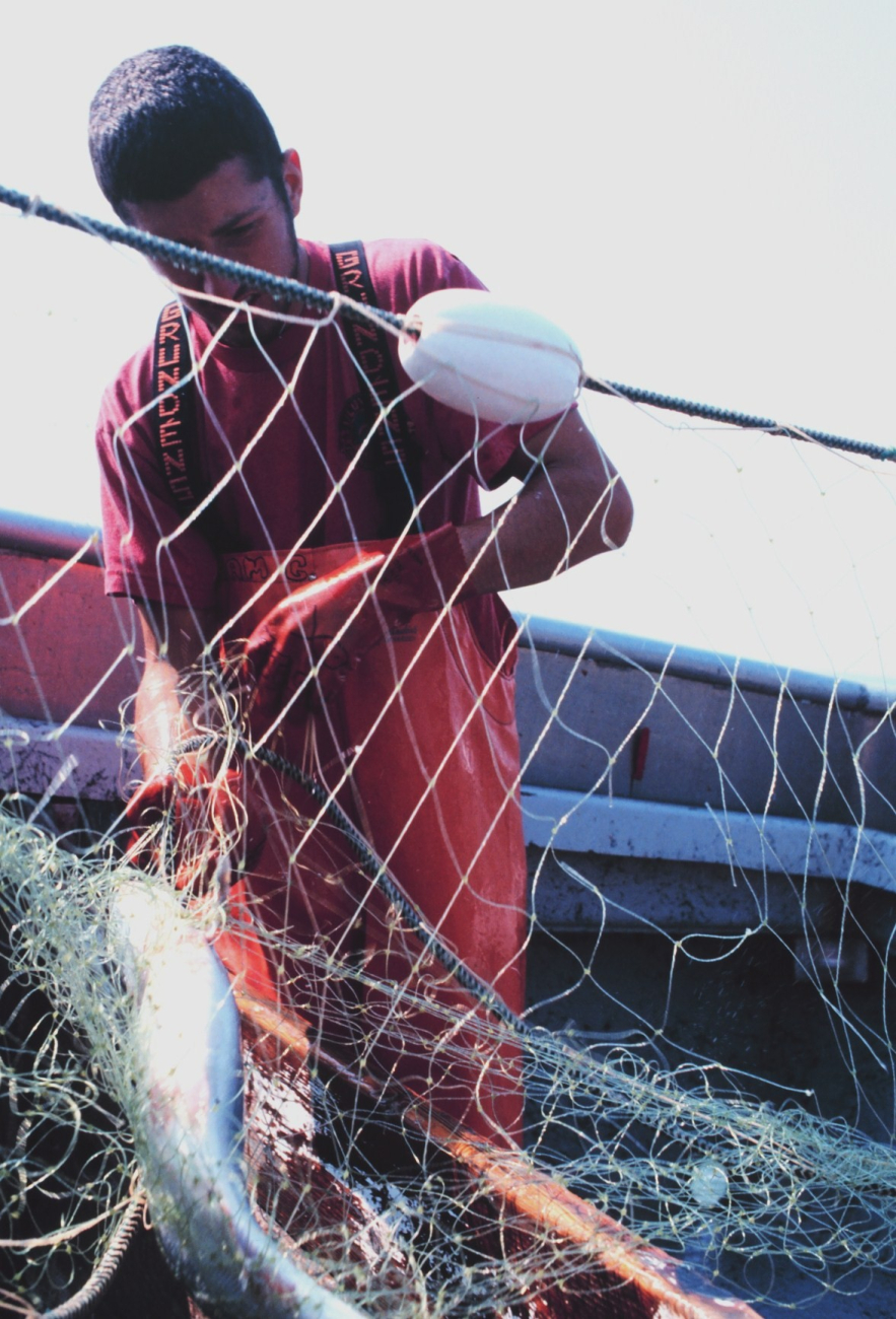 Rama Geroux, a crew member of a salmon fishing vessel, removing salmon from a gillnet in Bristol Bay