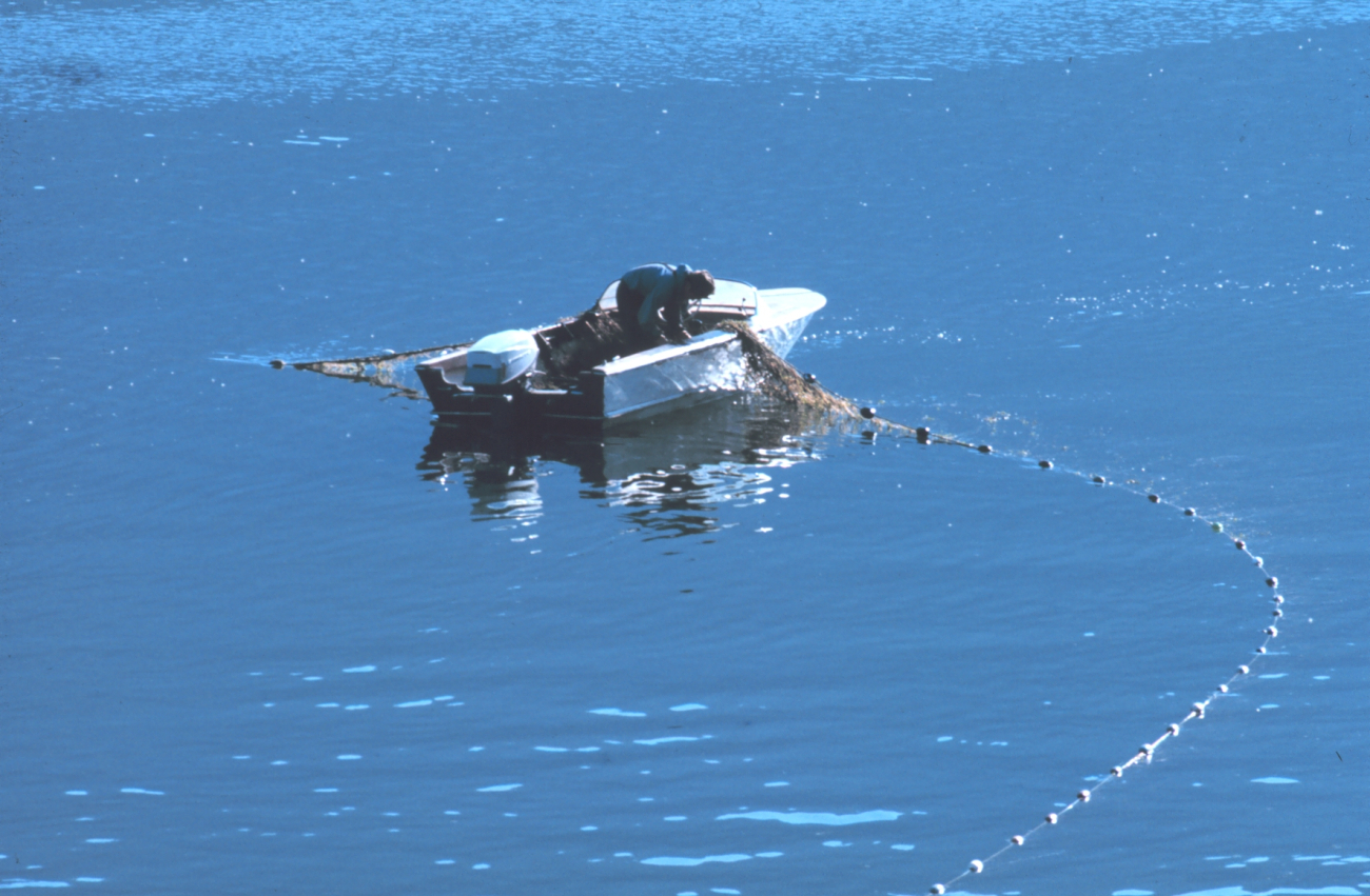 A native American gillnet fishing in the Columbia River