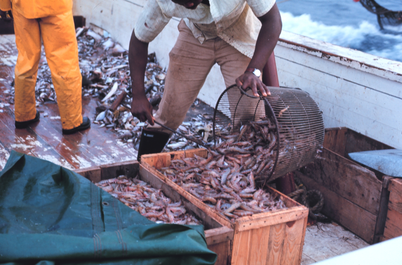The prize - shrimp being readied for market
