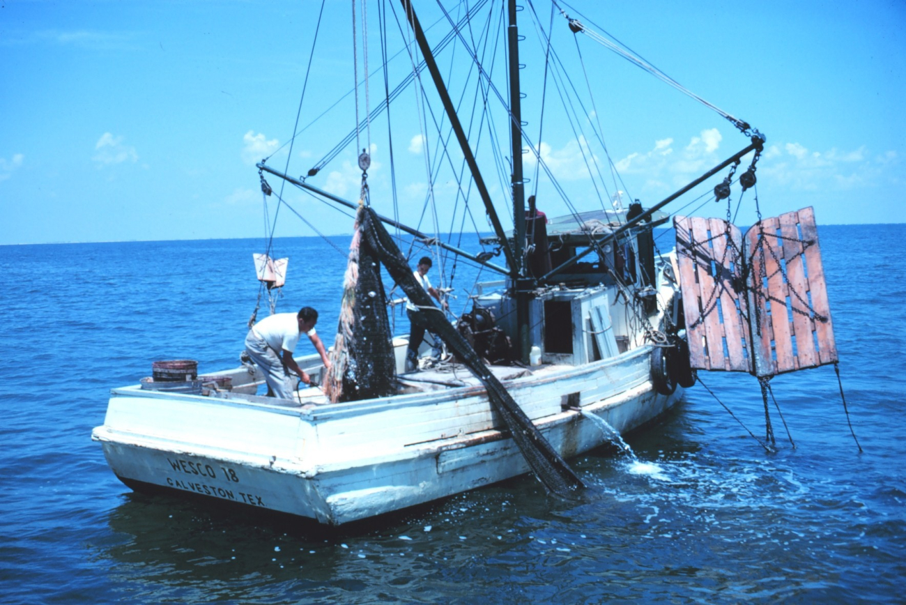 Double-rigged shrimp trawler with bag of one net about to be opened