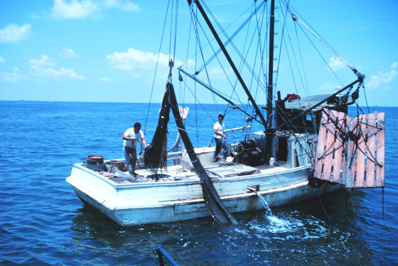 Double-rigged shrimp trawler dumping the catch from the bag of one net on deck