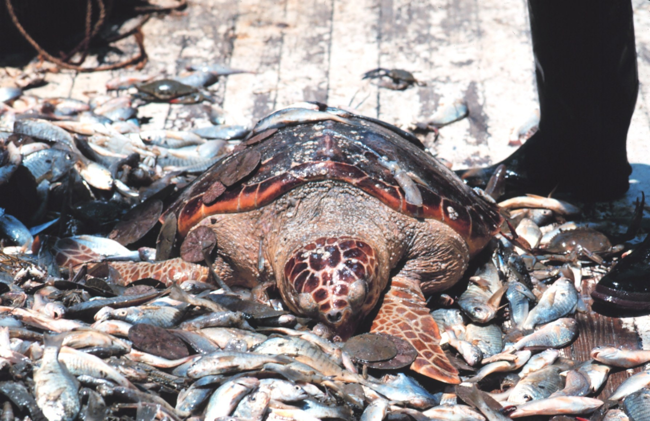 Before turtle excluder devices (TED) loggerhead turtles were casualties ofshrimping operations